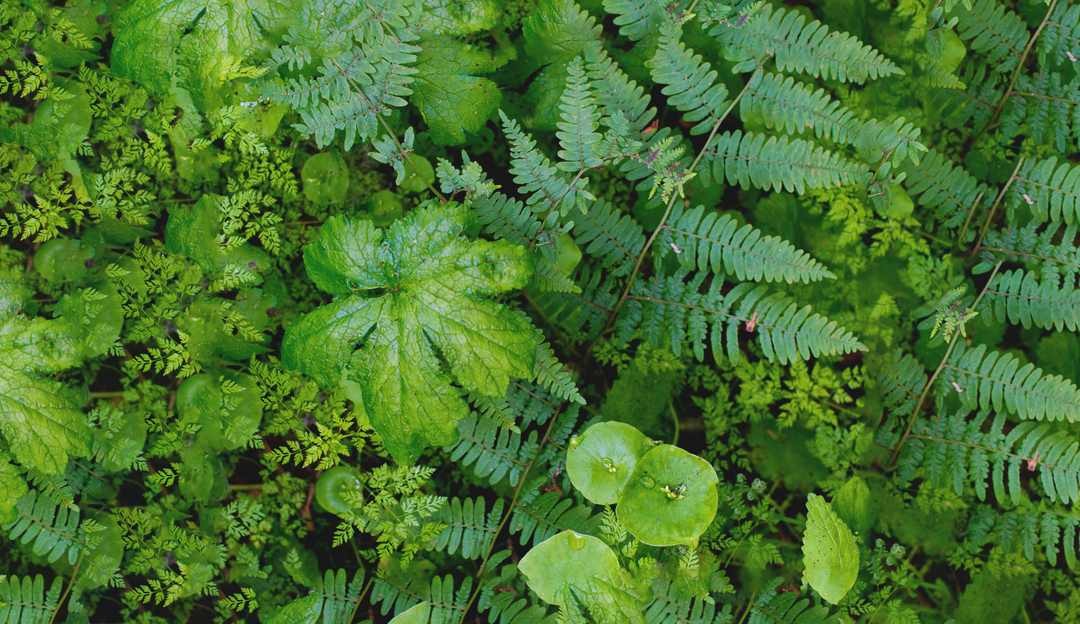 Black Forest Complex: Unlocking the Secrets of Youthful Skin – BIODROGA ...