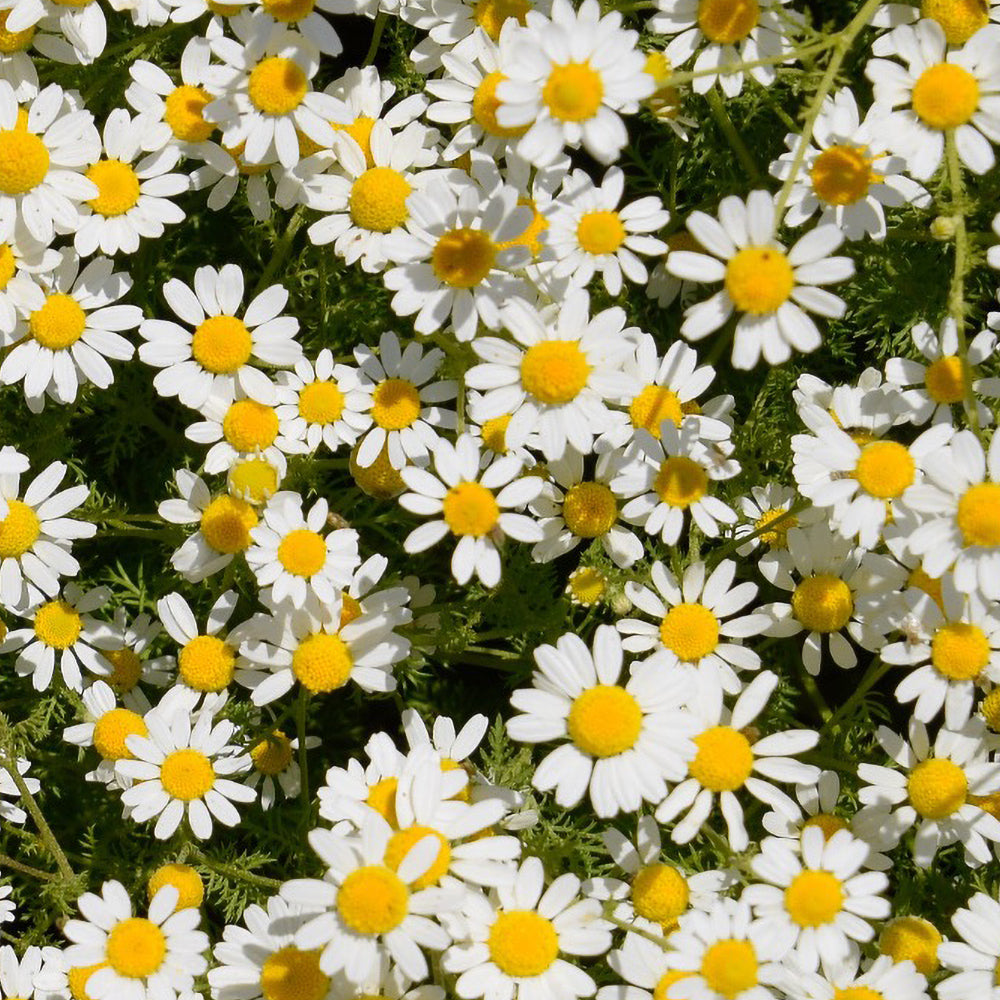 Chamomile.jpg