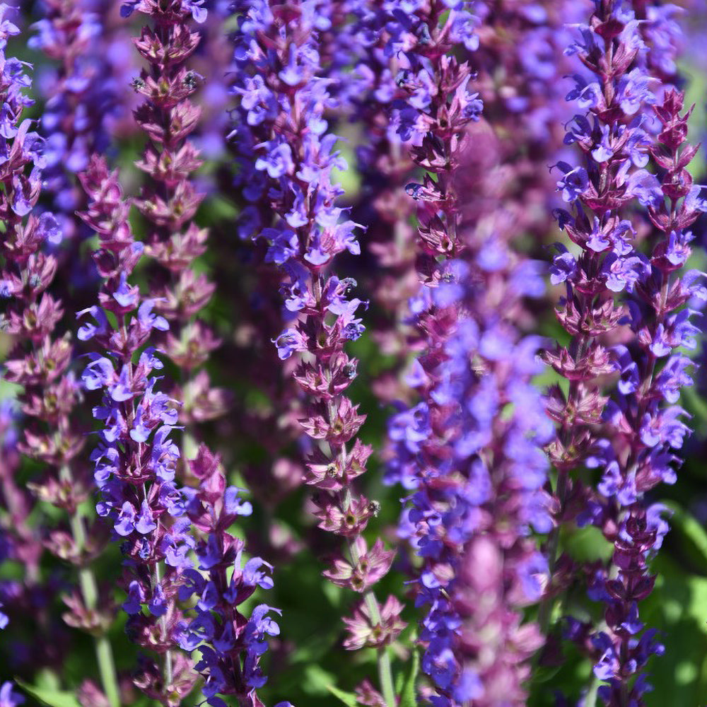 Hyssop.jpg