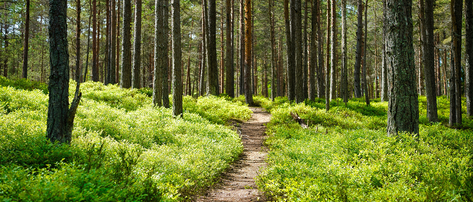 black-forest-x-wide.jpg