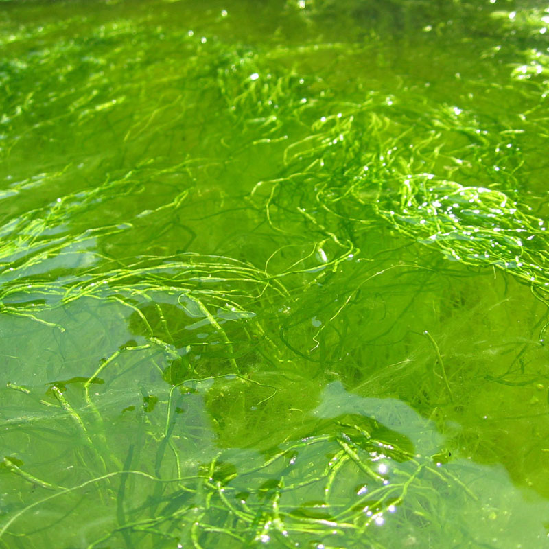 Algae Extract