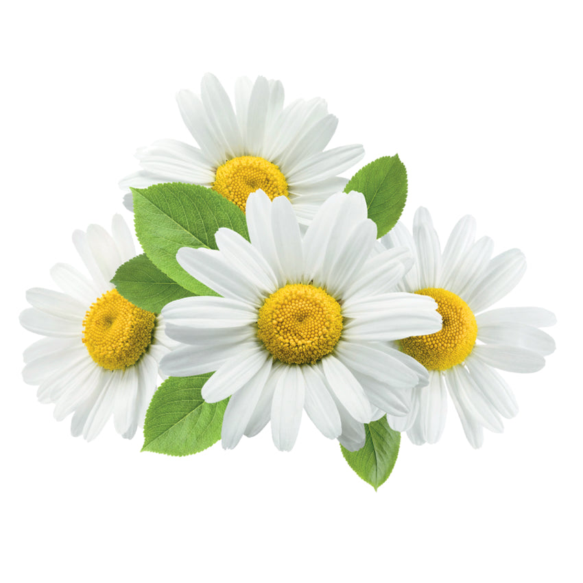 Chamomile Extract