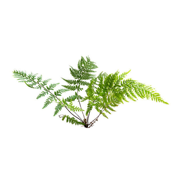 Fern