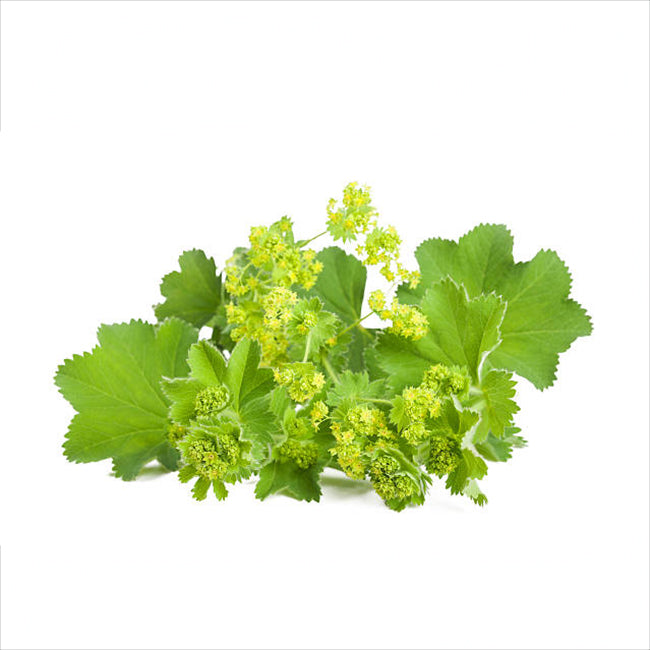 Lady’s Mantle