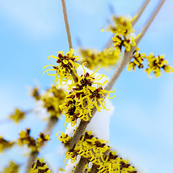 Witch Hazel